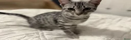 Egyptian Mau cats for sale: Adorable Silver Egyptian Mau Princess 💕 - Advert 9