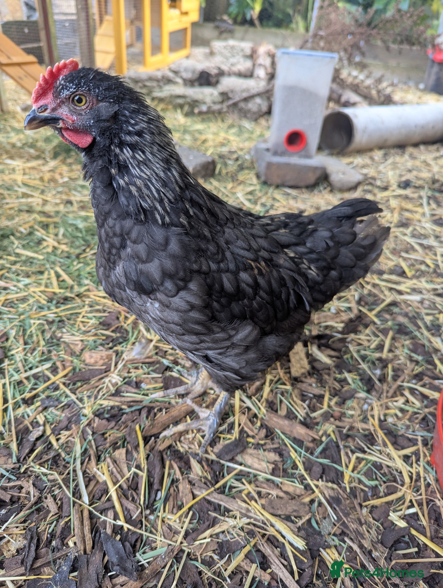 Chickens poultry 1-2 month old rooster  - Advert 1