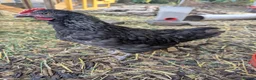 Chickens poultry for sale: 1-2 month old rooster  - Advert 1
