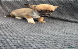 Jack Russell dogs for sale: Short legged Jack Russell’s  - Image 6