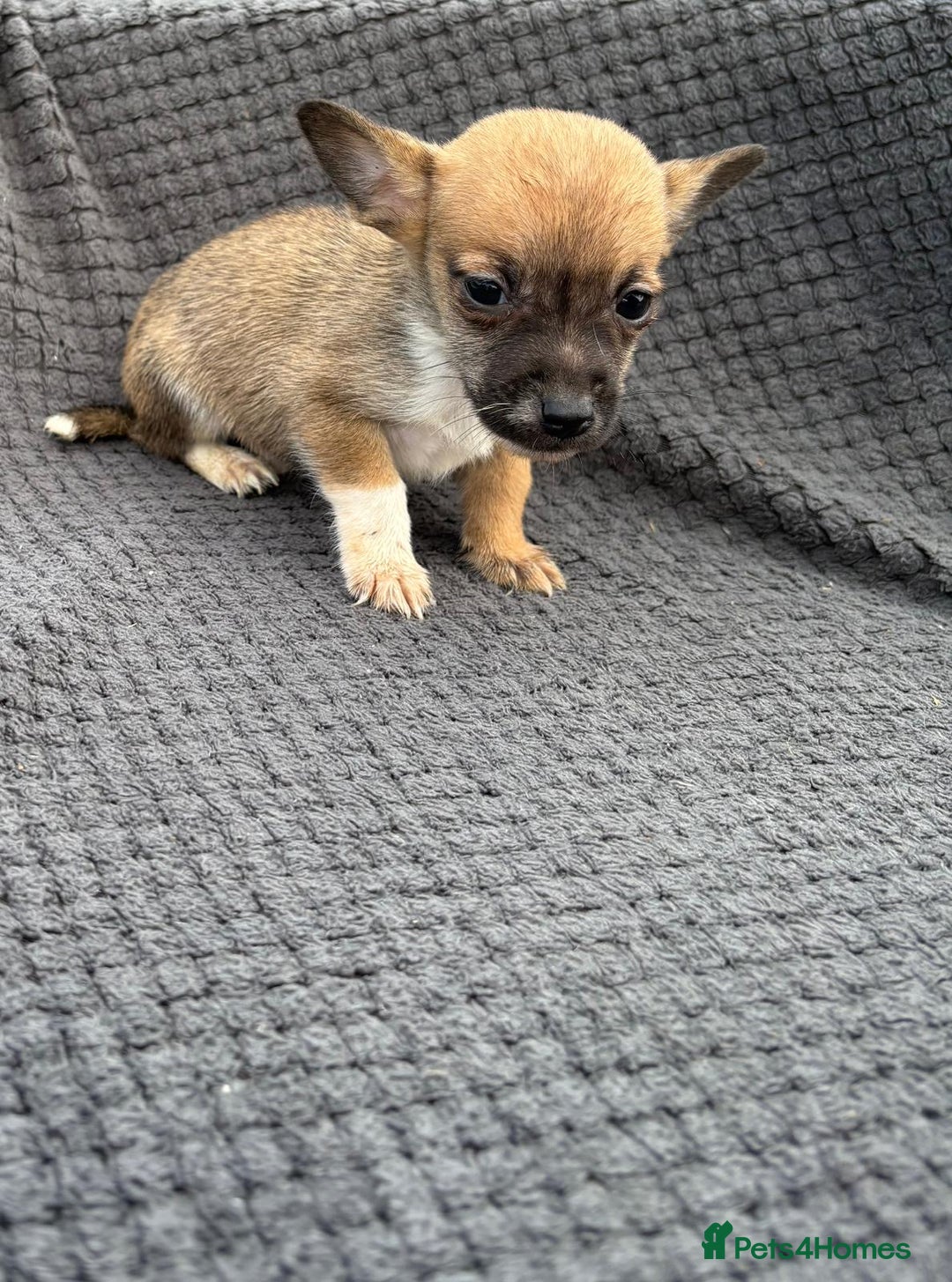 Jack Russell dogs for sale: Short legged Jack Russell’s  - Image 6