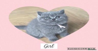 British Shorthair cats - Advert 15