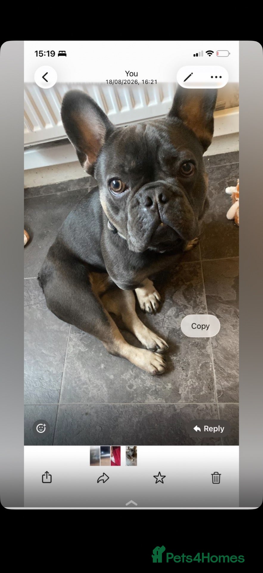 French Bulldog dogs Miss  - Advert 1