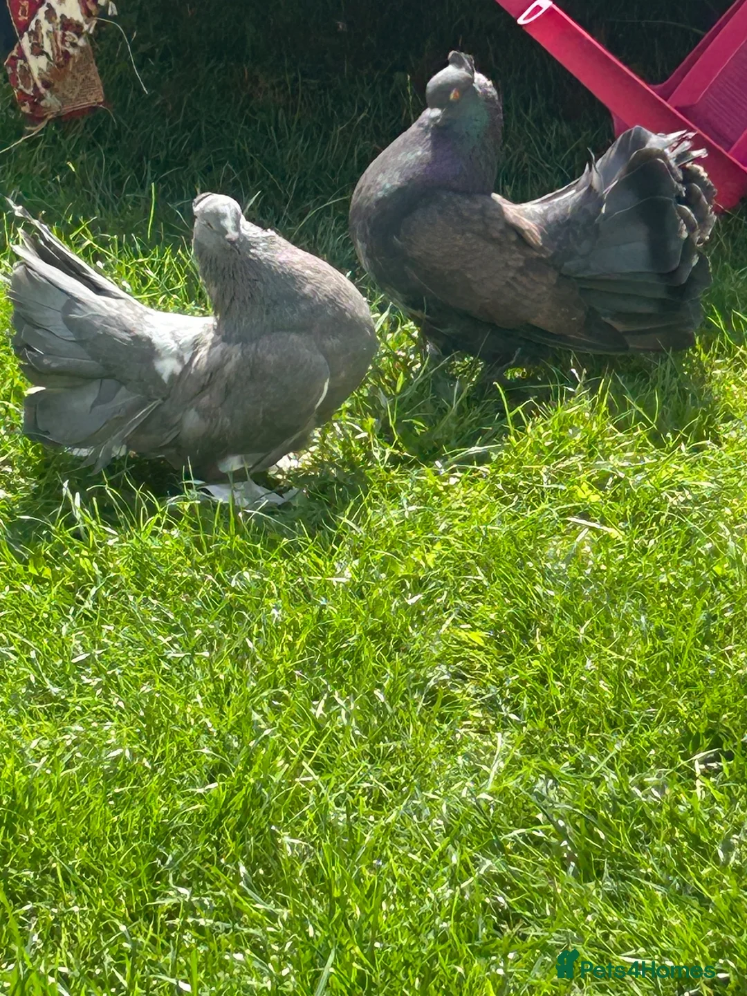 Pigeons birds for sale: Indian fantails - Advert 2