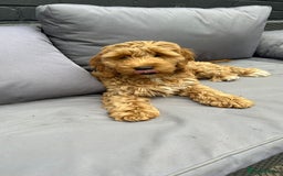 Cockapoo dogs for sale: Cockapoo  - Image 9