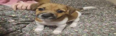 Jack Russell 4