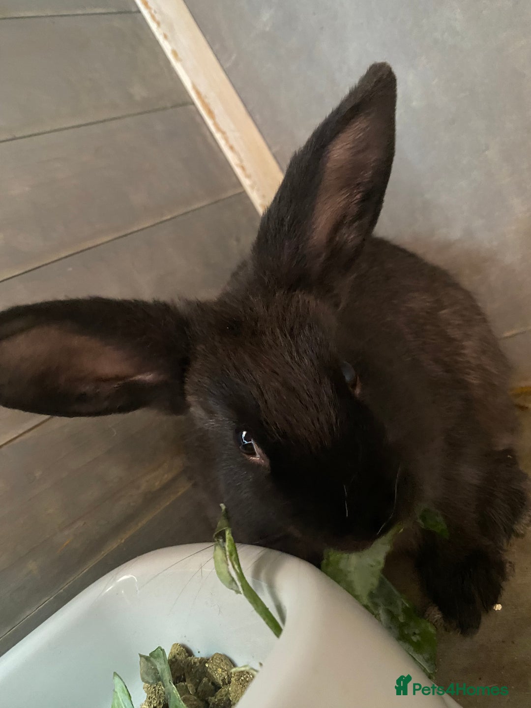 Mixed Breed rabbits for sale: 2 male bunnies ready to go - Image 4