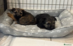 Border Terrier dogs for sale: Beautiful KC reg border terrier  - Image 1