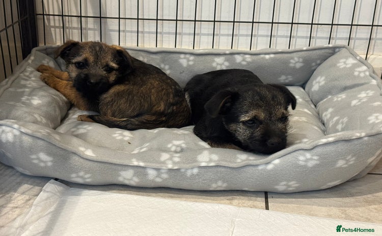 Border Terrier dogs - Advert 1