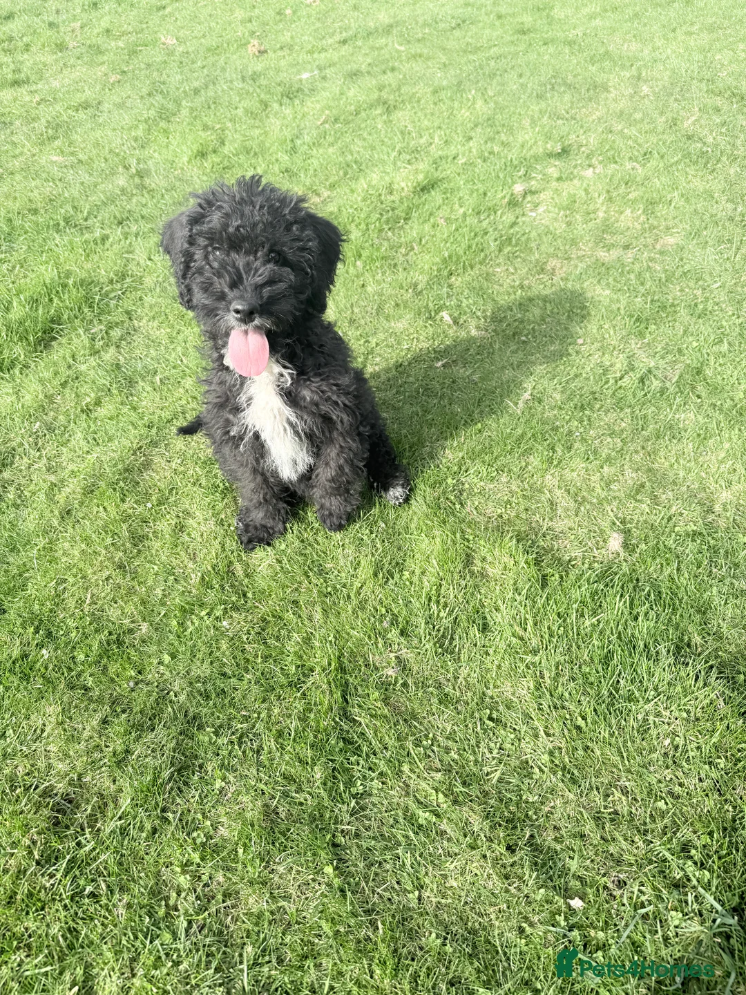 Australian Labradoodle dogs for sale: Australian labradoodles  - Advert 1