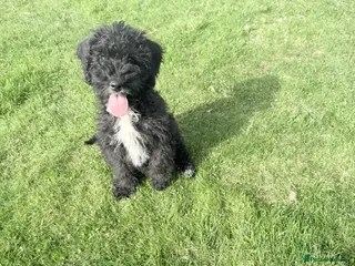 Australian Labradoodle dogs Australian labradoodles - Advert 16