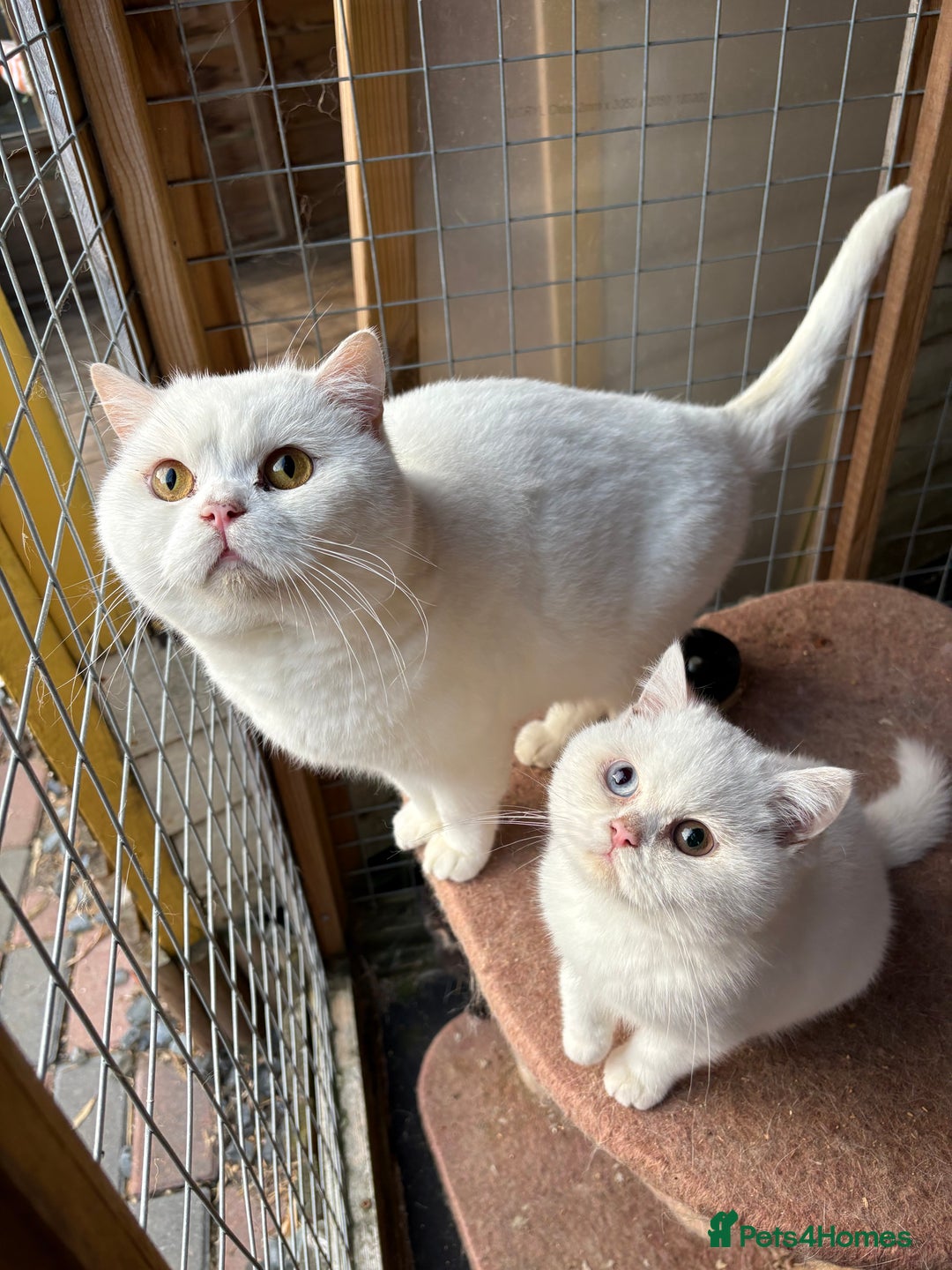 British Shorthair cats for sale: British Shorthair kittens - Image 7