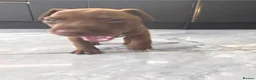 Patterdale Terrier dogs for sale: Chocolate patterdale puppies  - Advert 17