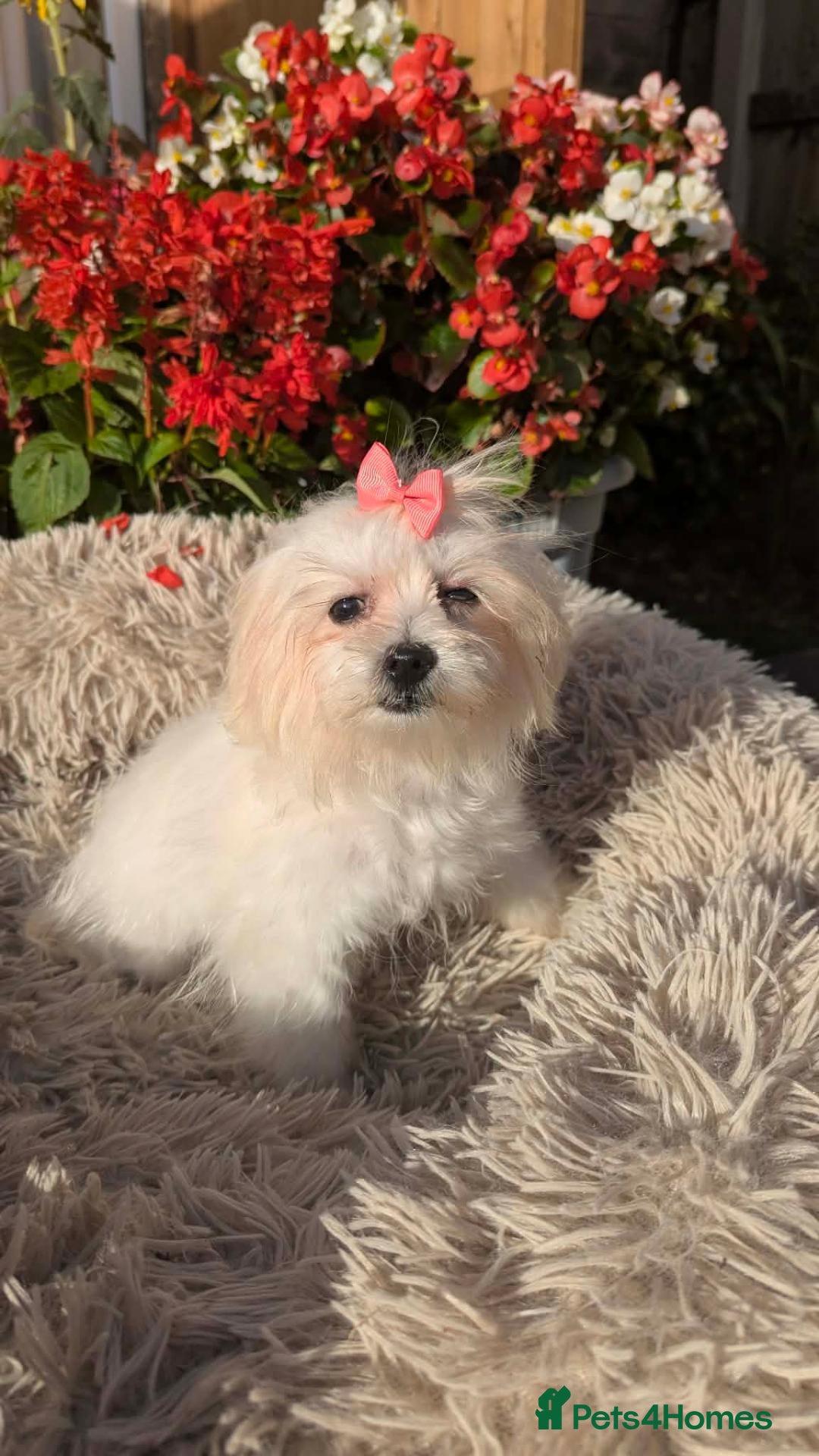 Maltipoo dogs Olivia M - Advert 1