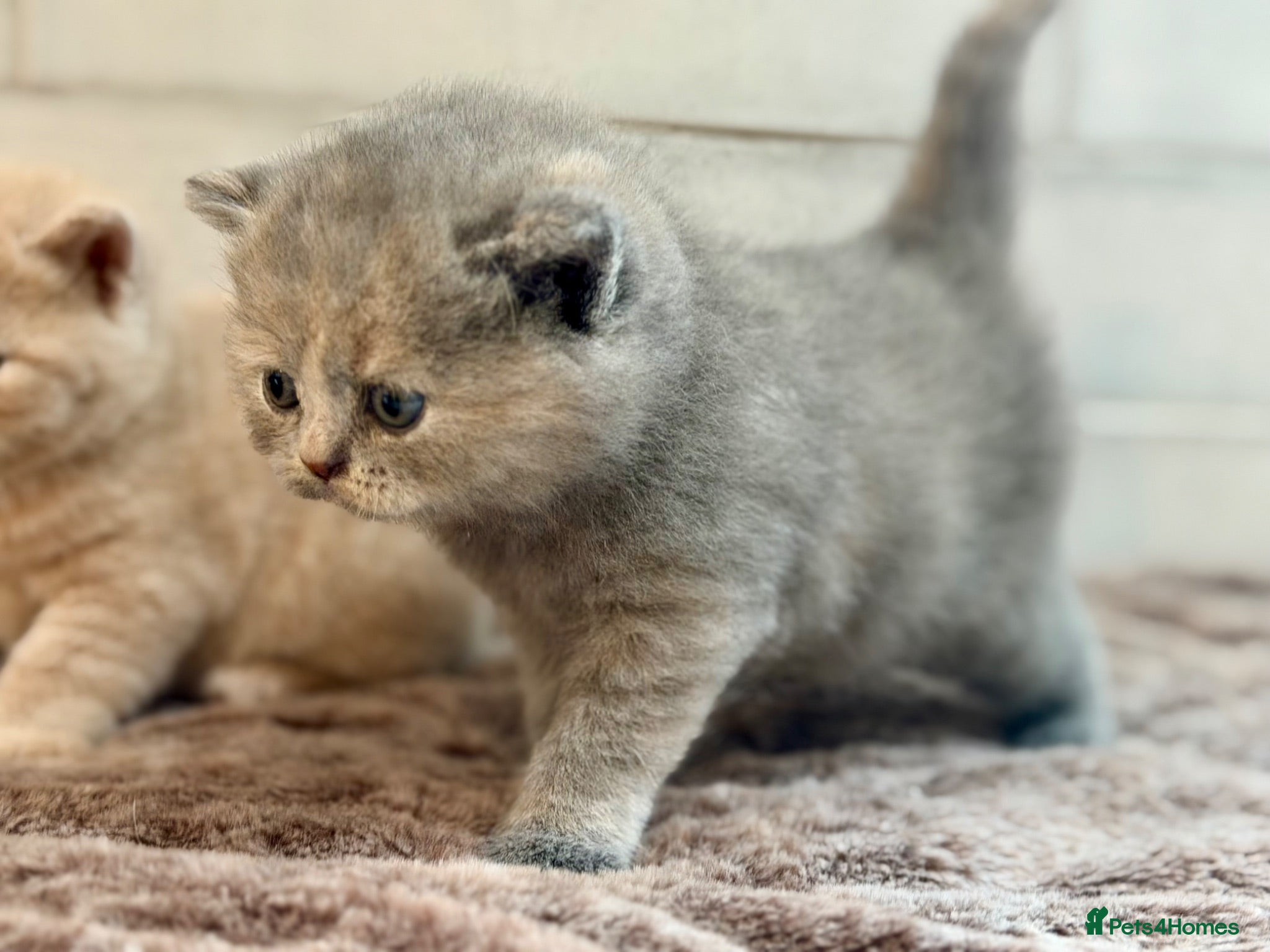 British Shorthair cats Champion sired GCCF British shorthair kittens - Advert 1