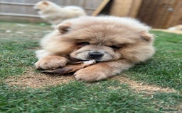 Chow Chow dogs for sale: Big chow chow pup NO TIME WASTERS - Image 2