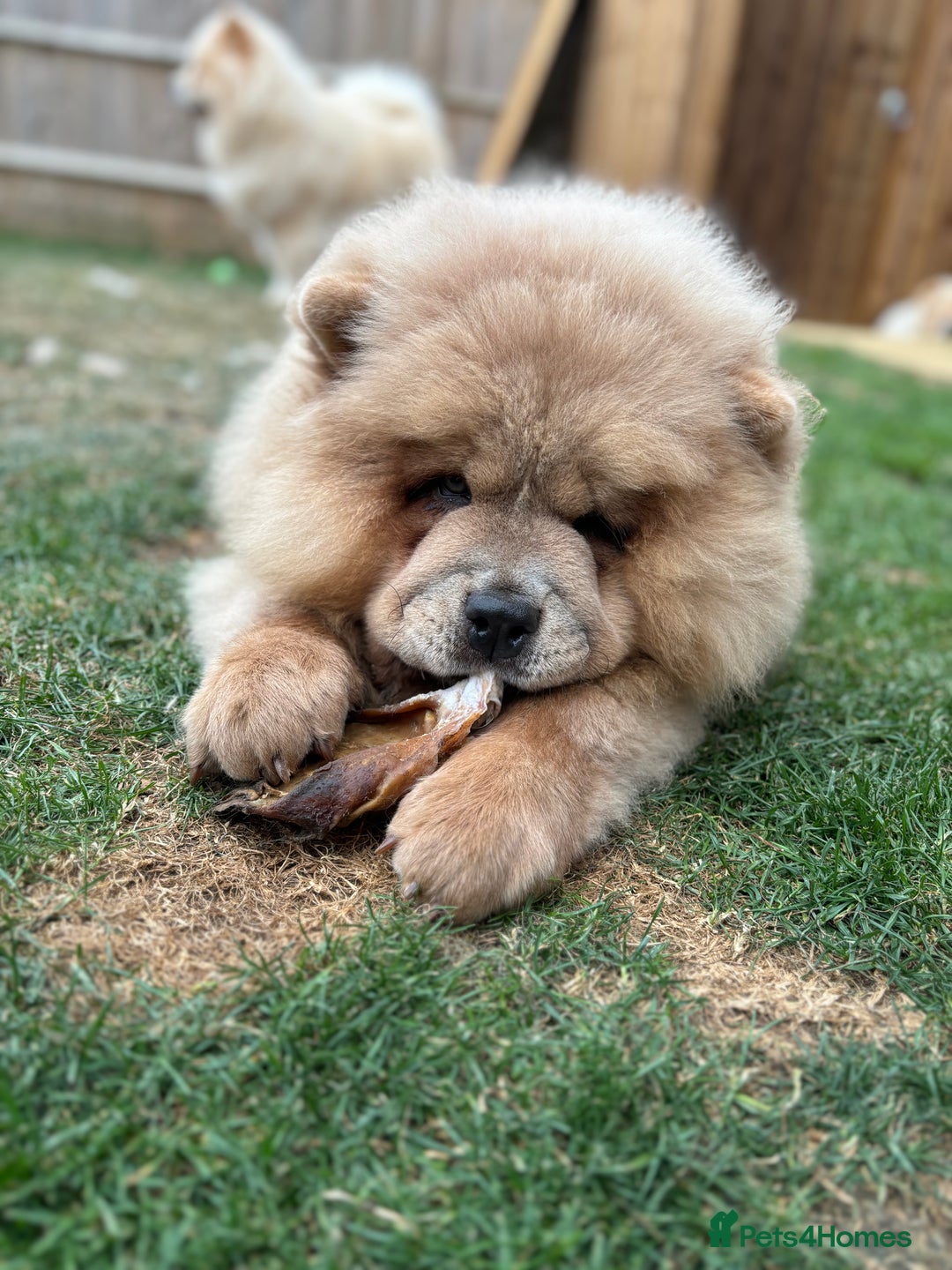 Chow Chow dogs for sale: Big chow chow pup NO TIME WASTERS - Image 2