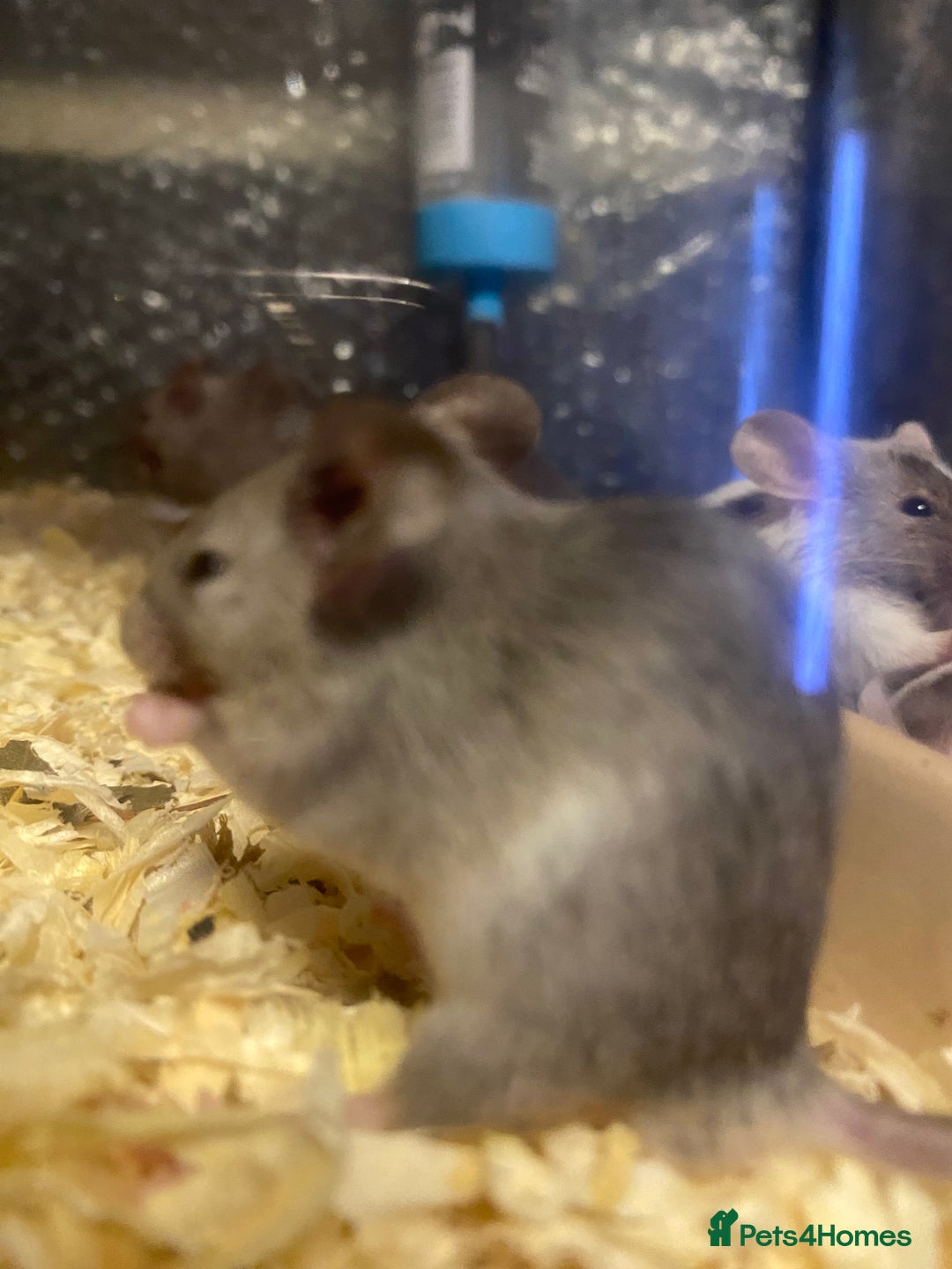 Mouse rodents for sale: 27 mice - Advert 10