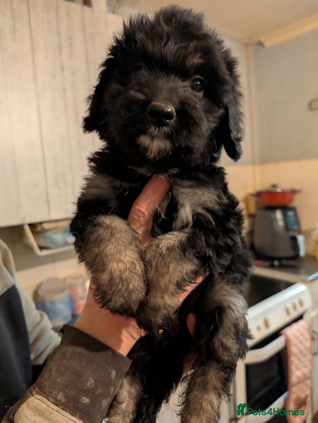 Mixed Breed dogs for sale: Beautiful German shepherd X sproodle pups - Advert 5