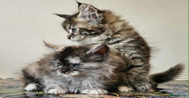 Maine Coon cats - Advert 12