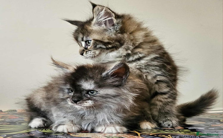 Maine Coon cats - Advert 3