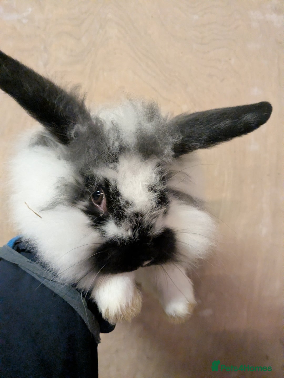 Mini Lop rabbits for sale: Mini loop cross Lionhead - Advert 4