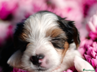 Yorkshire Terrier dogs Yorkshire terrier Biewer pure breed🐶🐶 - Advert 5