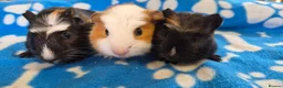 Guinea Pig rodents for sale: 3 Beautiful male Guinea Pigs - Advert 9