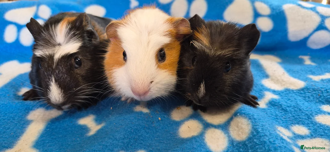 Guinea Pig rodents for sale: 3 Beautiful male Guinea Pigs - Advert 9