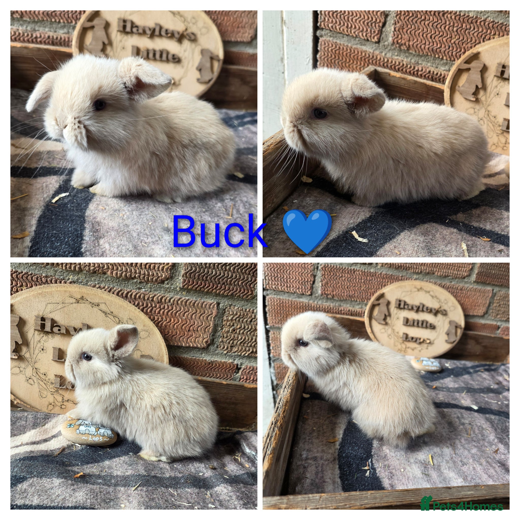 Mini Lop rabbits Gorgeous Pure Breed Mini Lops  - Advert 1