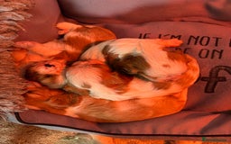 Cavalier King Charles Spaniel dogs for sale: Beautiful Blenheim Cavalier King Charles puppies - Image 10