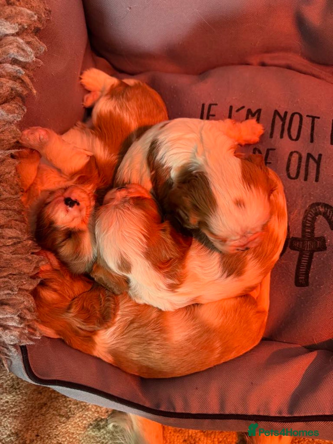 Cavalier King Charles Spaniel dogs for sale: Beautiful Blenheim Cavalier King Charles puppies - Image 10