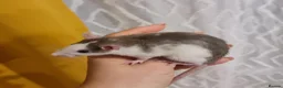Rat rodents for sale: Baby rats - Advert 3