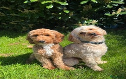 Cavapoo dogs for sale: Beautiful Cavapoo Puppies🐶 - Image 10