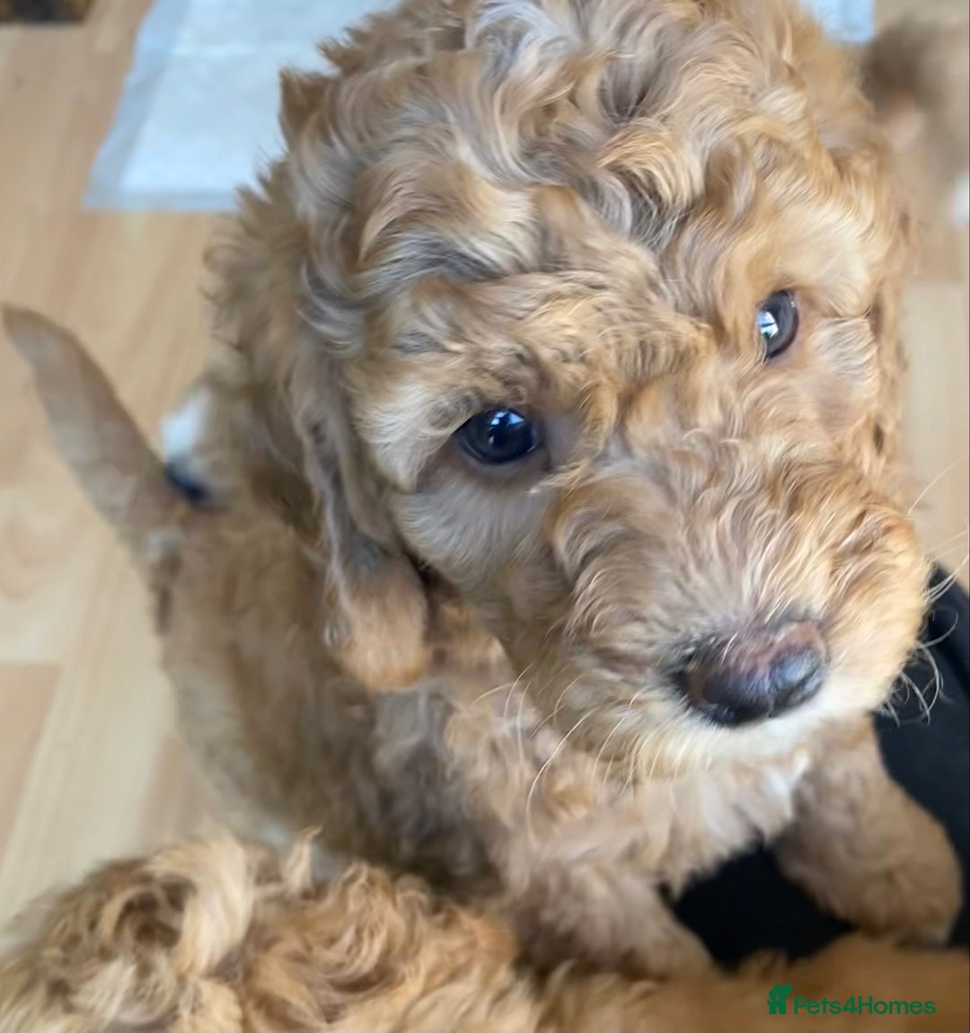 Labradoodle dogs for sale: Beautiful F3b Labradoodle Puppies - Image 35