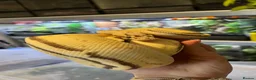 Python Snake reptiles for sale: Male Ball Python - Advert 4