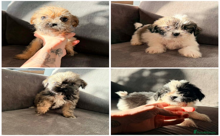 Zuchon dogs Bichon x Westie x Shih zu  - Advert 14