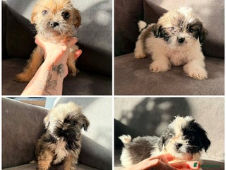 Zuchon dogs Bichon x Westie x Shih zu - Advert 12