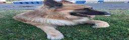 German Shepherd dogs for sale: Beau....German Shepherd  - Advert 5