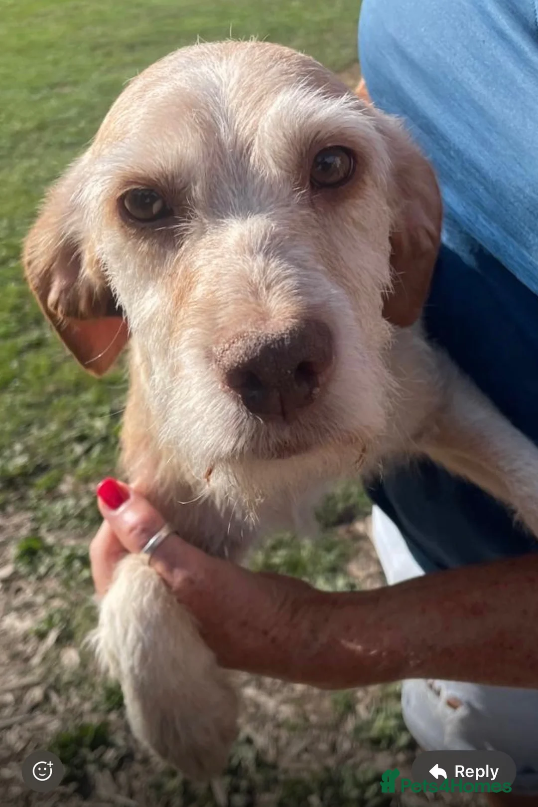 Cocker Spaniel dogs for sale: BEAUTIFUL COCKER SPANIEL PUPS FOR SALE - Advert 2