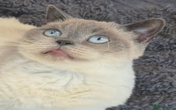 British Shorthair cats for sale: Lovely blue colourpoint girl in Ashton-under-Lyne - Image 4