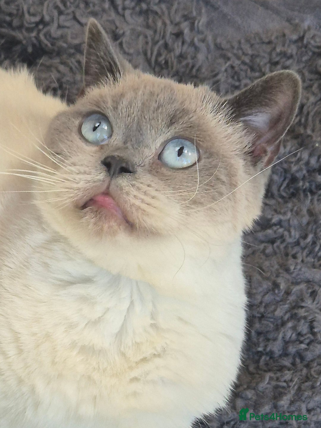 British Shorthair cats for sale: Lovely blue colourpoint girl in Ashton-under-Lyne - Image 4