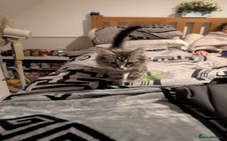 British Shorthair cats for sale: Beautiful British shorthair mix kittens available. - Advert 2