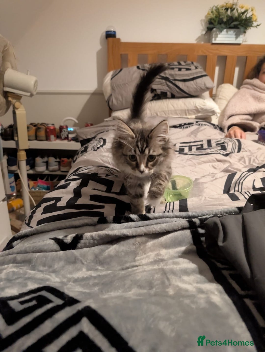 British Shorthair cats for sale: Beautiful British shorthair mix kittens available. - Advert 2