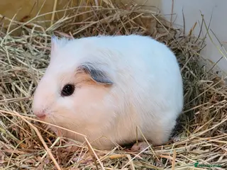 Guinea Pig rodents Male guinea pigs - Advert 19