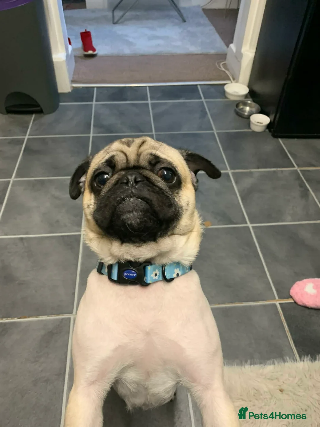 Pug dogs for sale: Pug rocky in Folkestone - Advert 1
