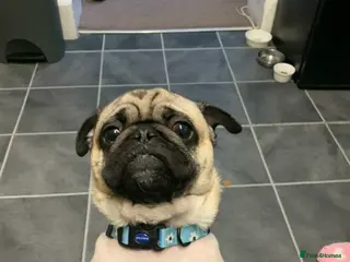 Pug dogs Pug rocky - Advert 3