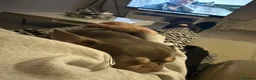 French Bulldog dogs for sale: Beautiful female Blue & tan french bulldog 🐾 - Advert 9
