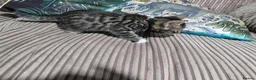 Bengal cats for sale: Bengal X DLH kittens  - Advert 10