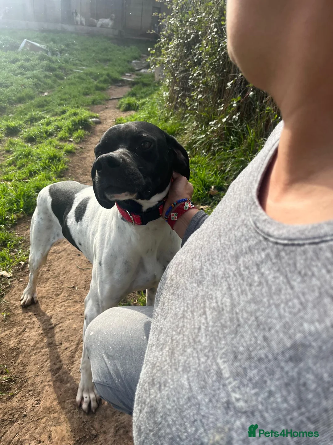 Pointer dogs for adoption: Duke the pocket rocket pointer in Matlock - Advert 6